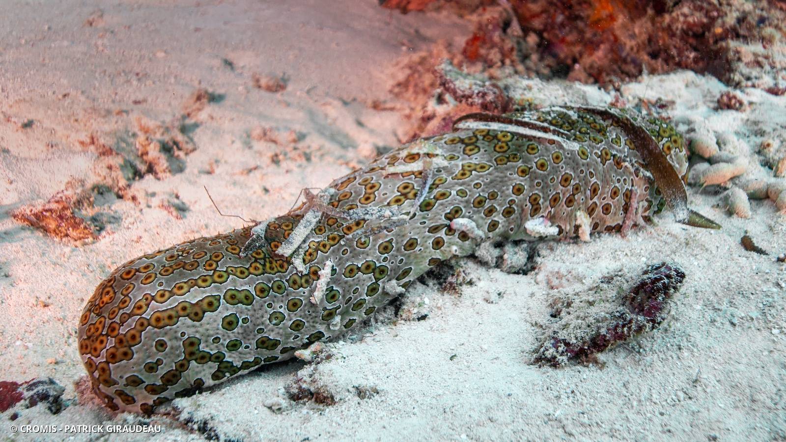 Holothurie léopard