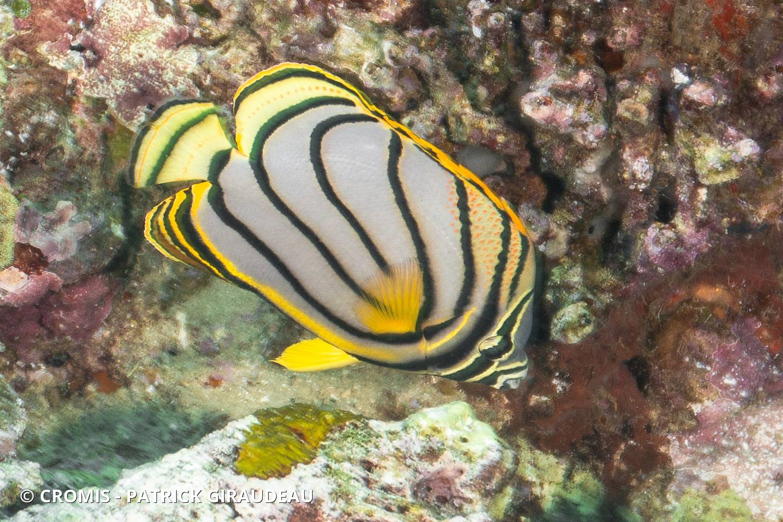 Poisson-papillon de Meyer