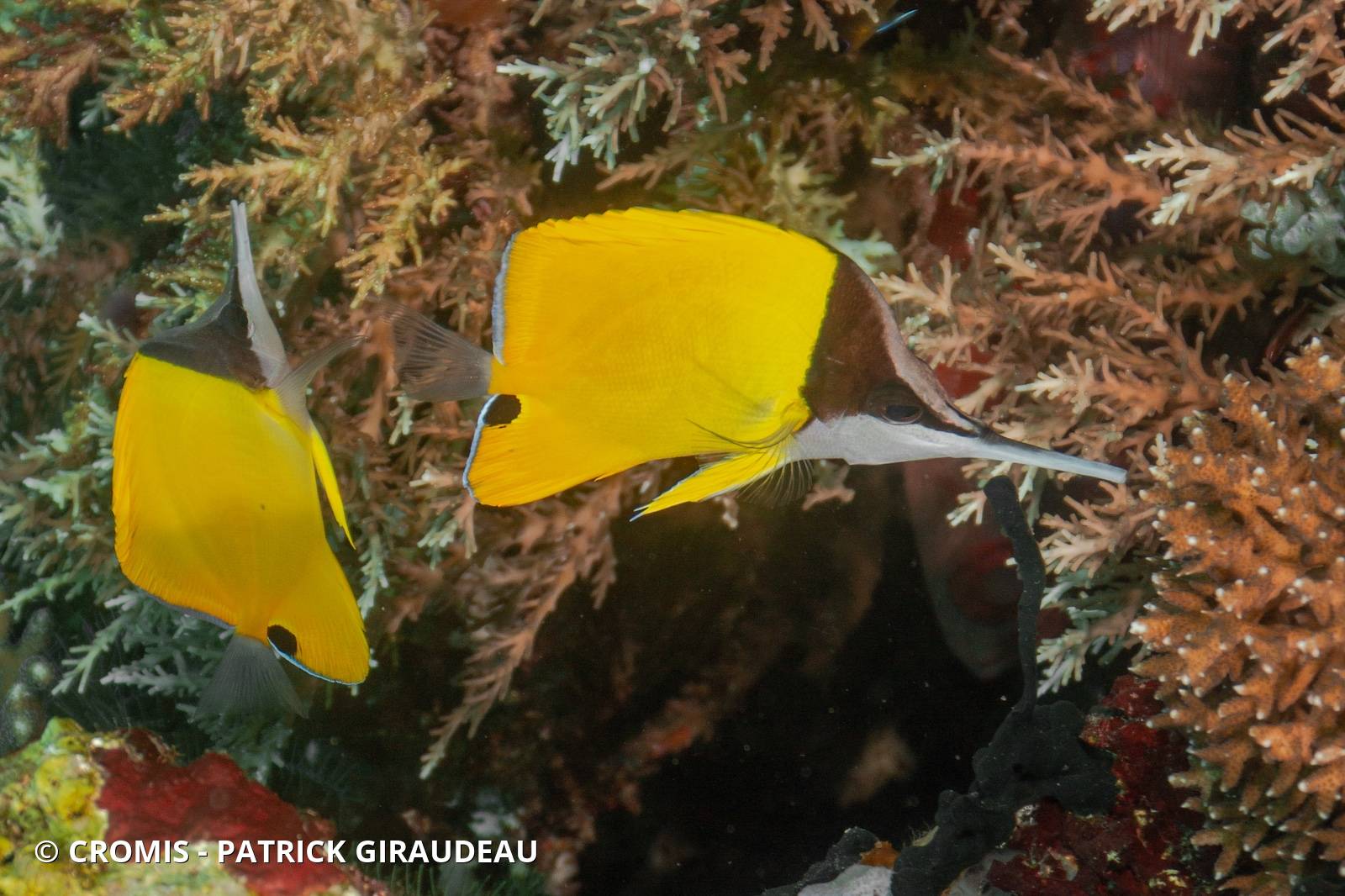 Poisson-pincette jaune