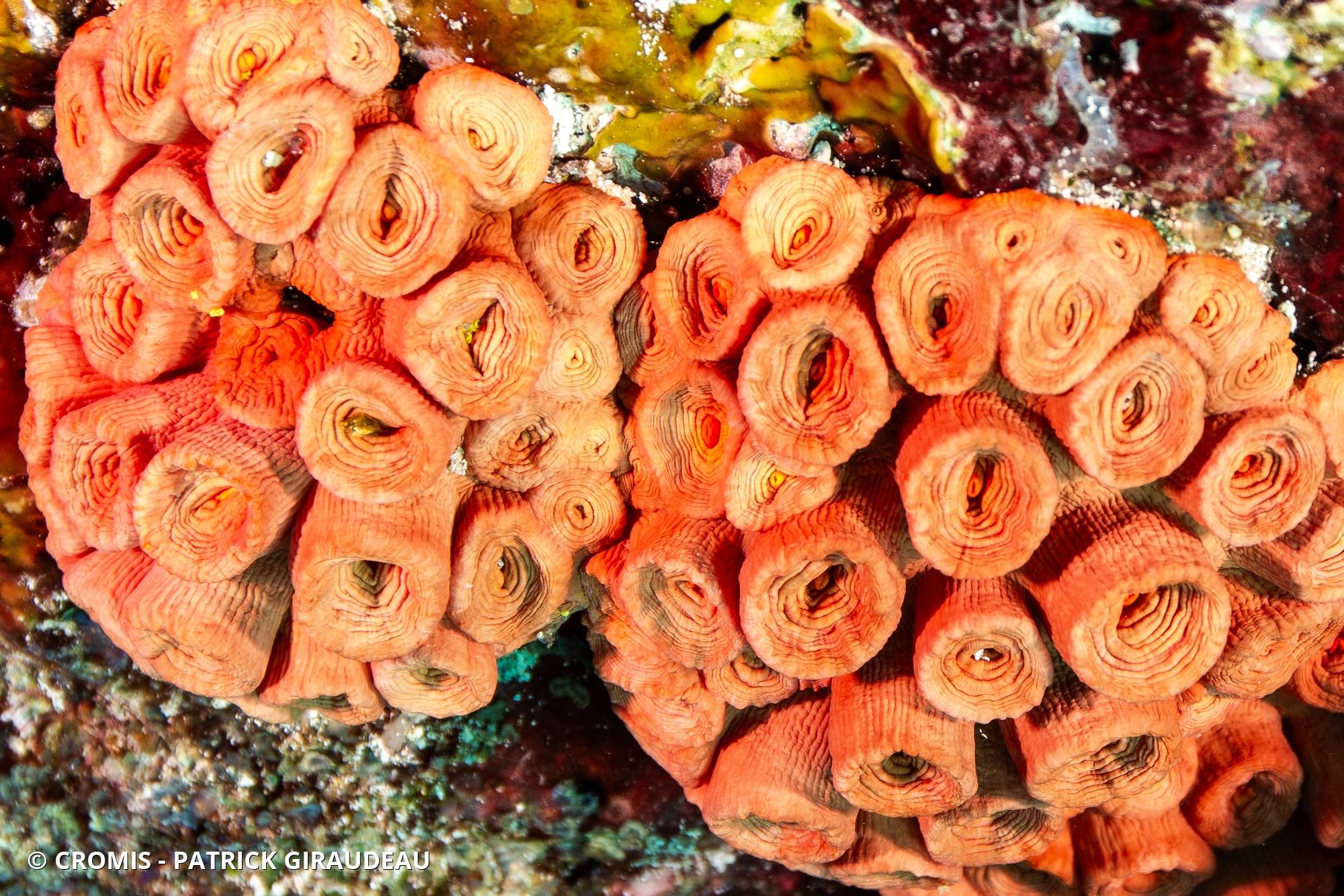 Tubastrée orange