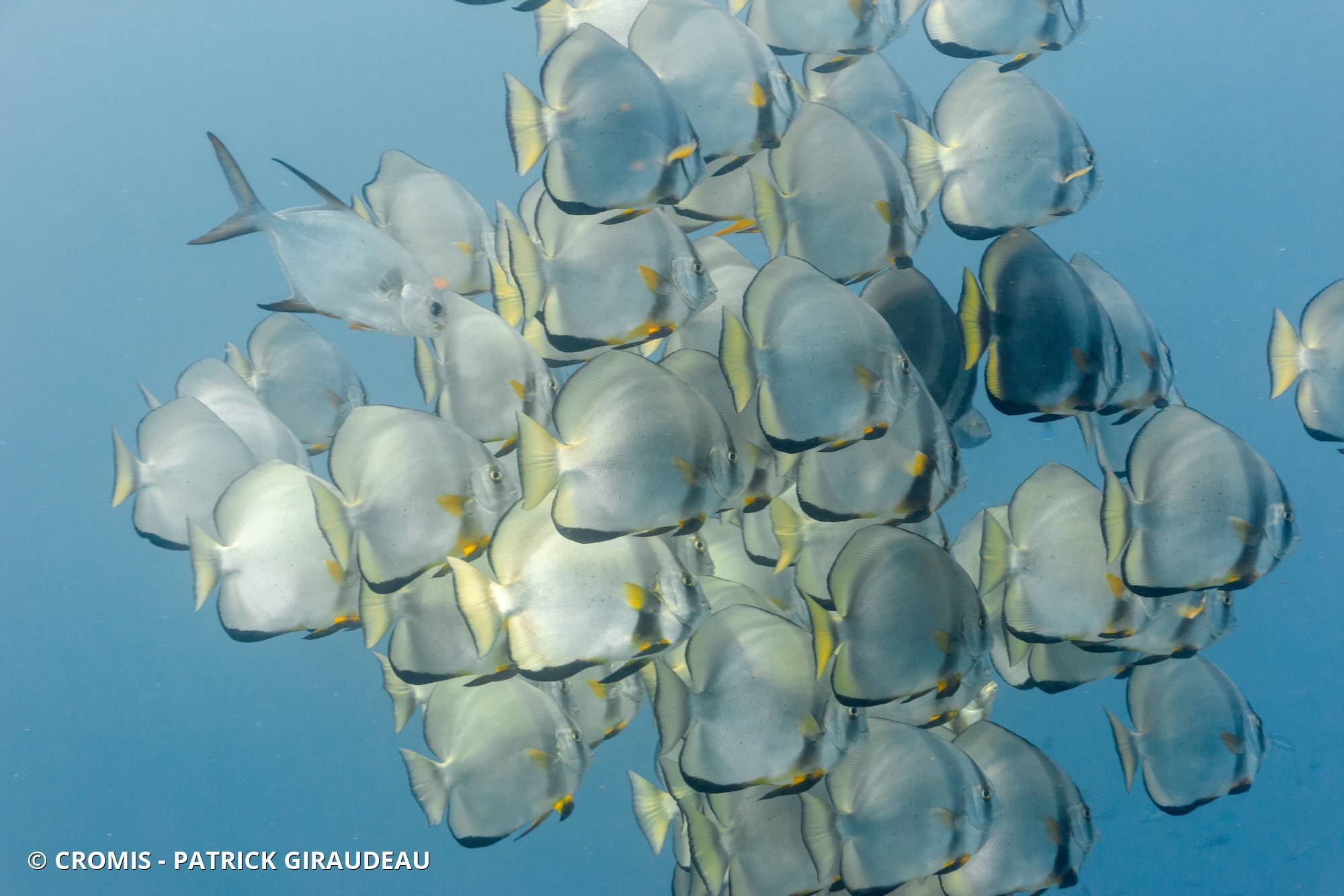 Platax orbiculaire