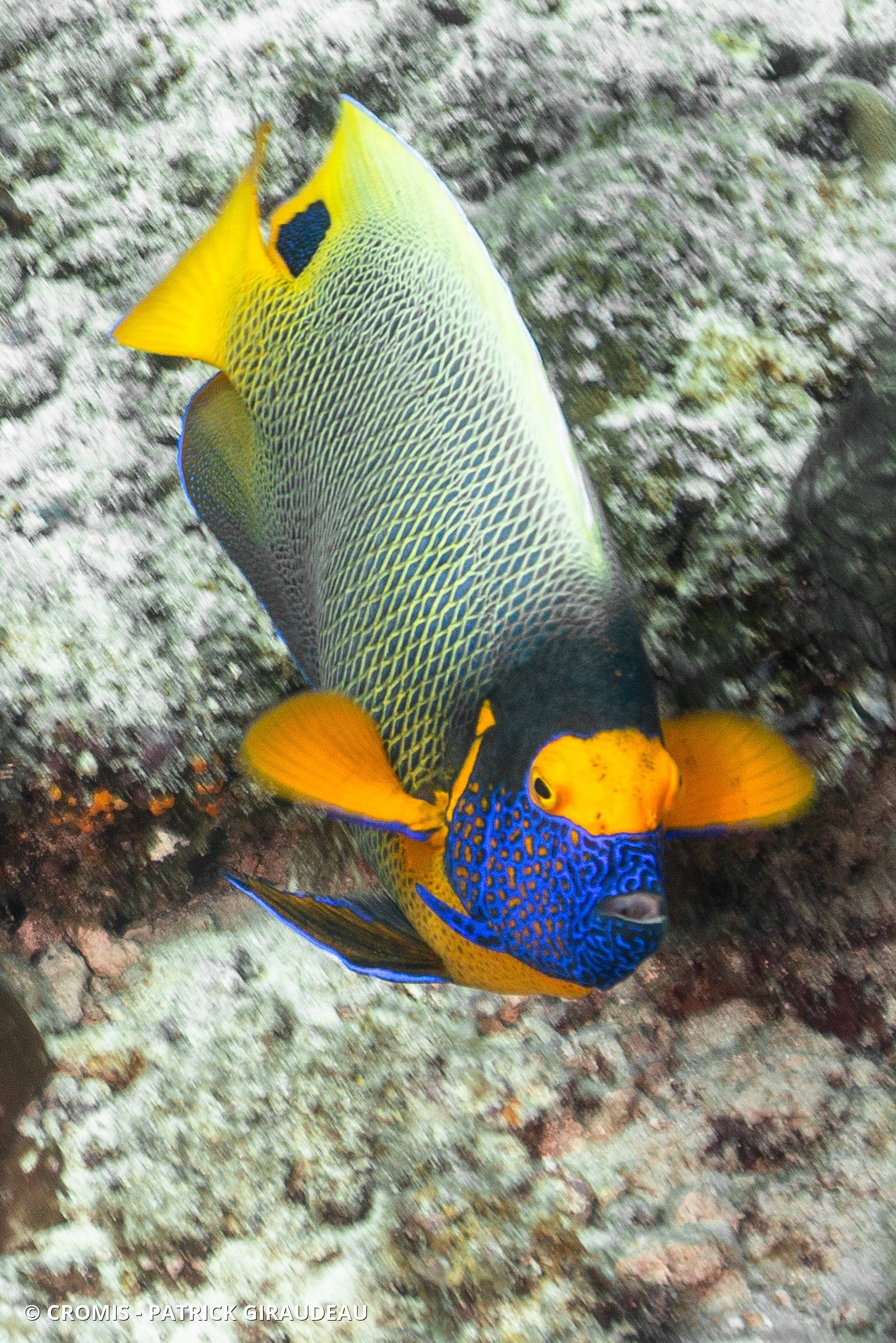 Poisson-ange à tête bleue
