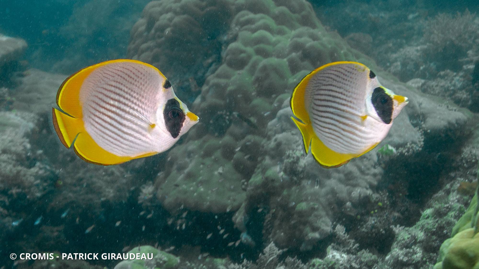 Poisson‑papillon des Philippines
