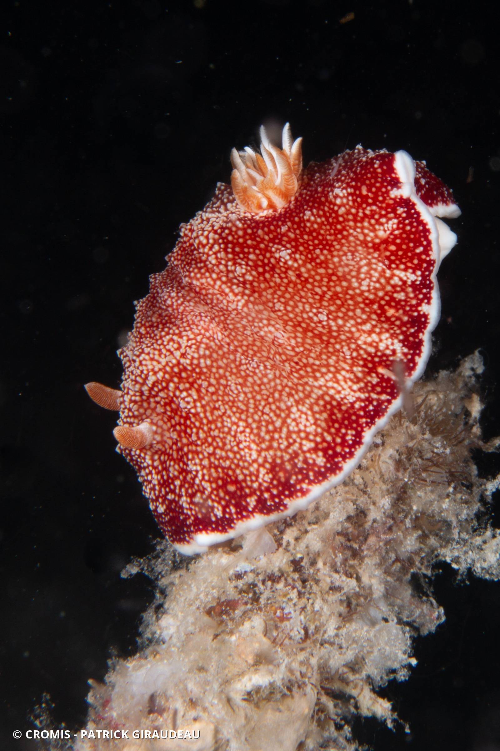 Chromodoris réticulée
