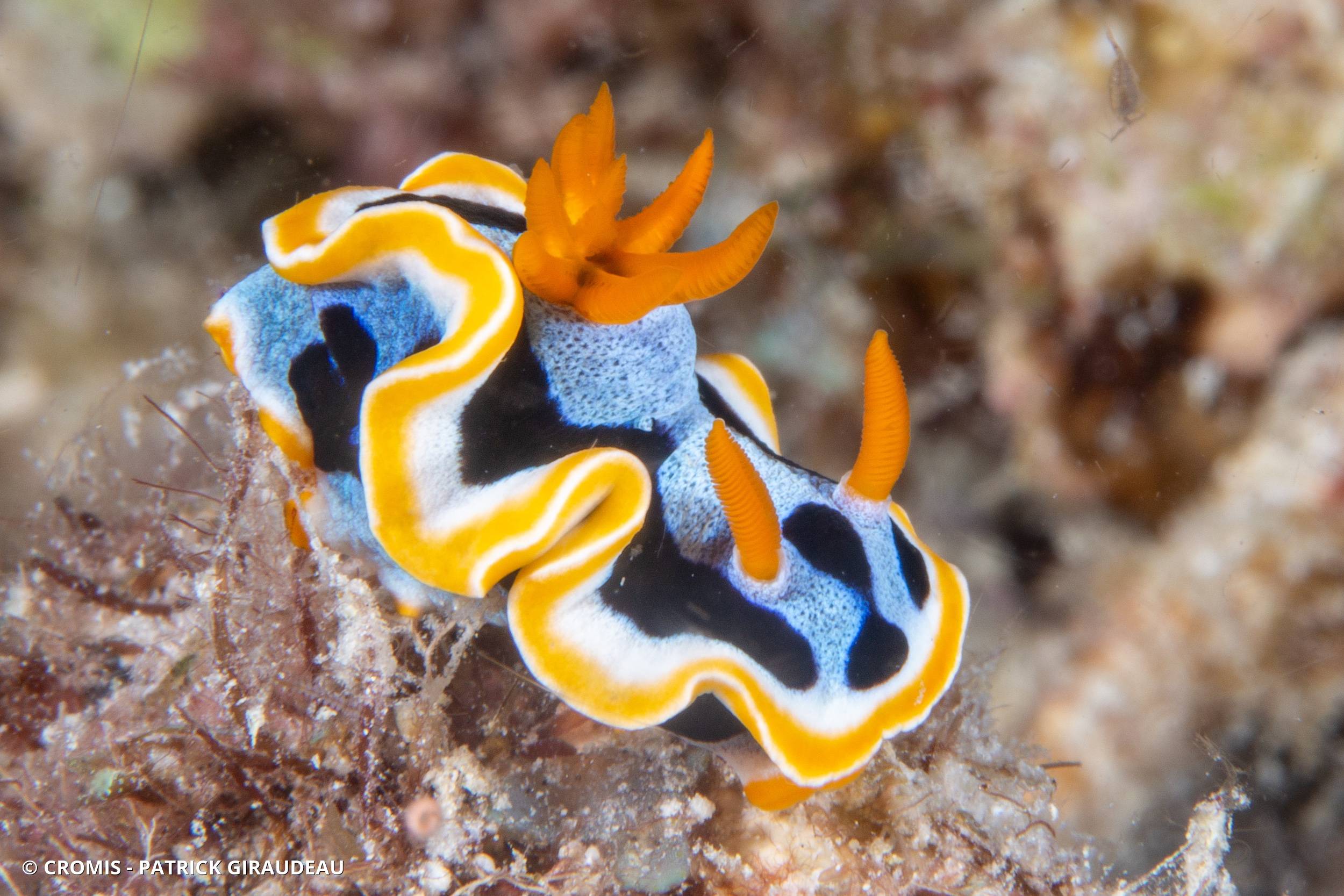 Chromodoris d'Elisabeth