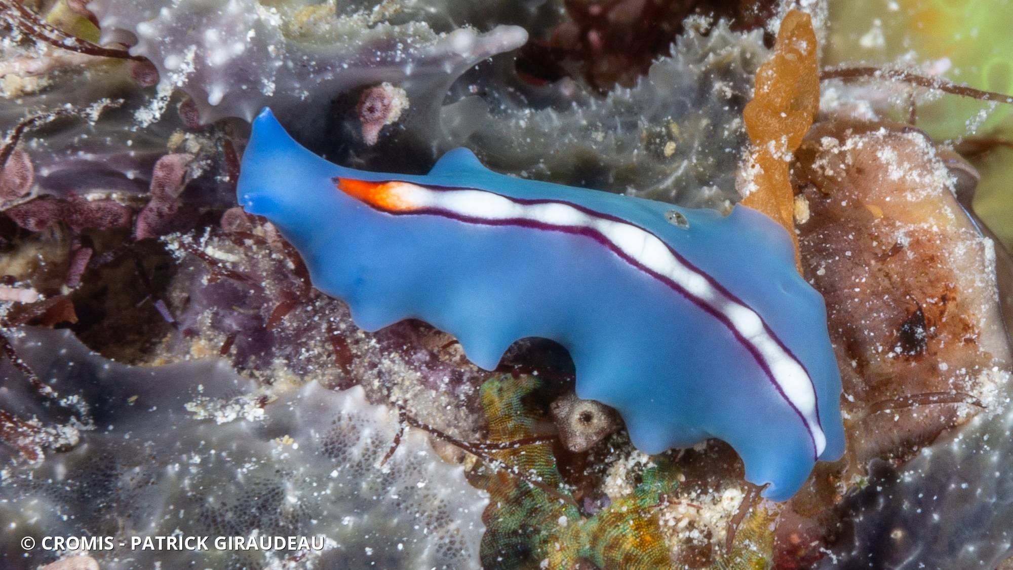 Ver plat à pointe orange