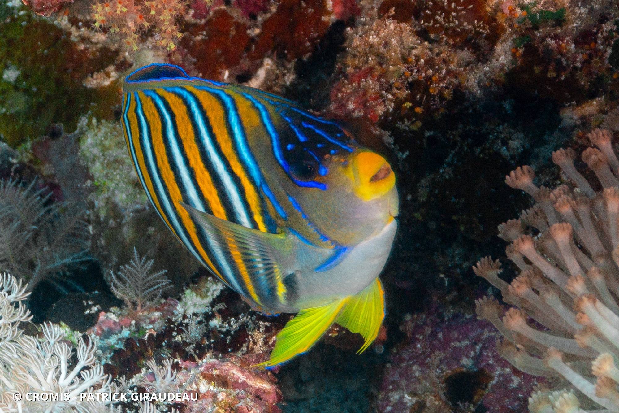 Poisson-ange duc
