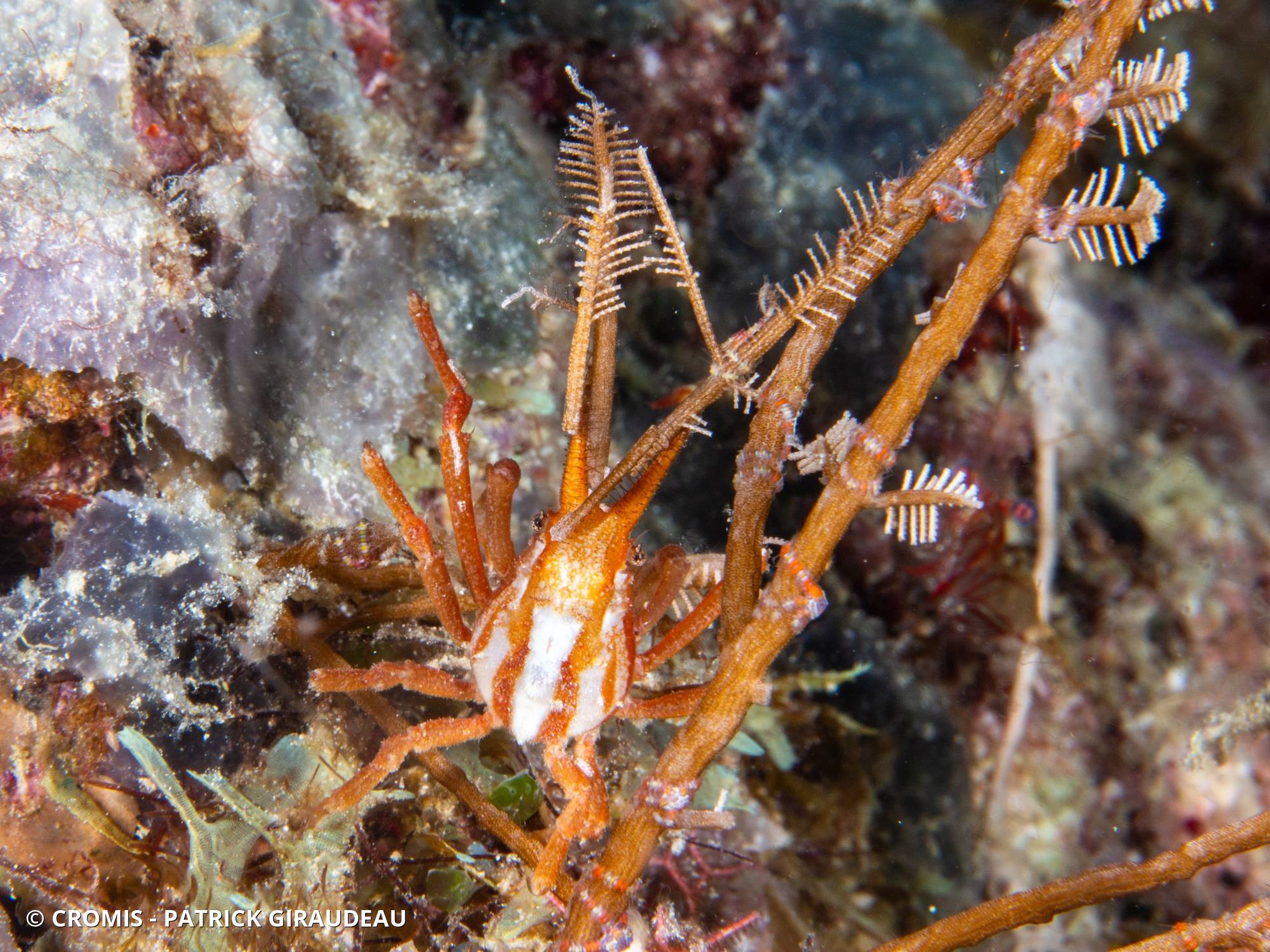 Crabe fouisseur masqué