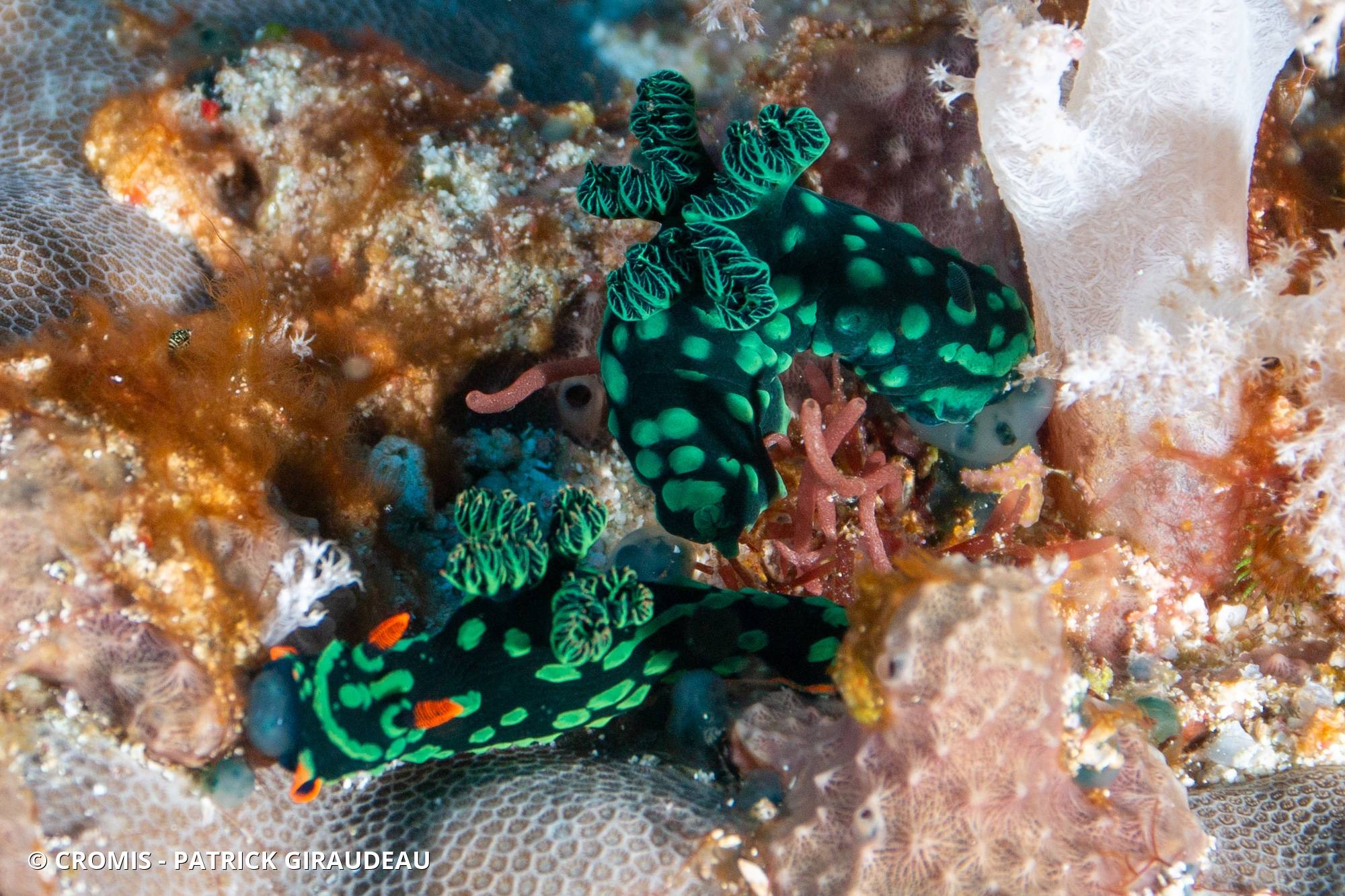 Nembrotha de Kubary