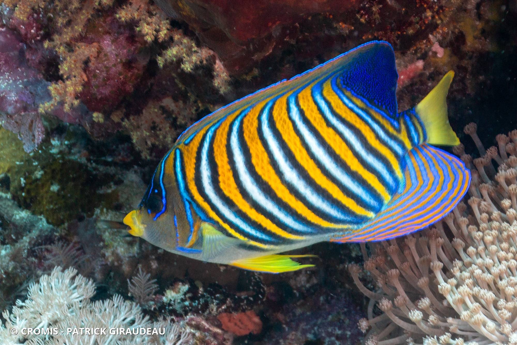 Poisson-ange duc