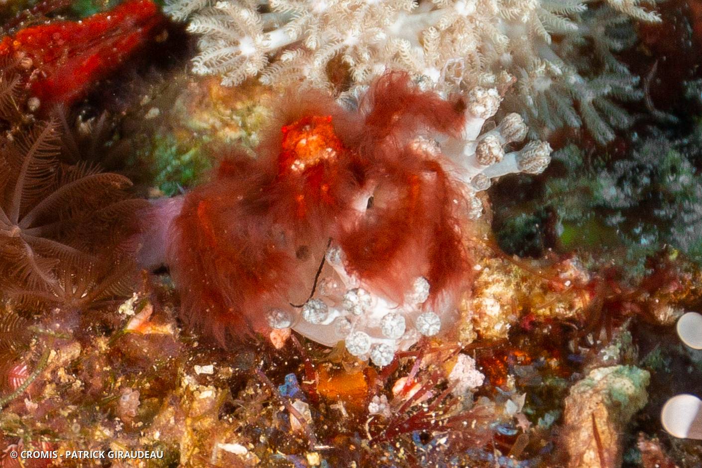 Crabe orang-outan