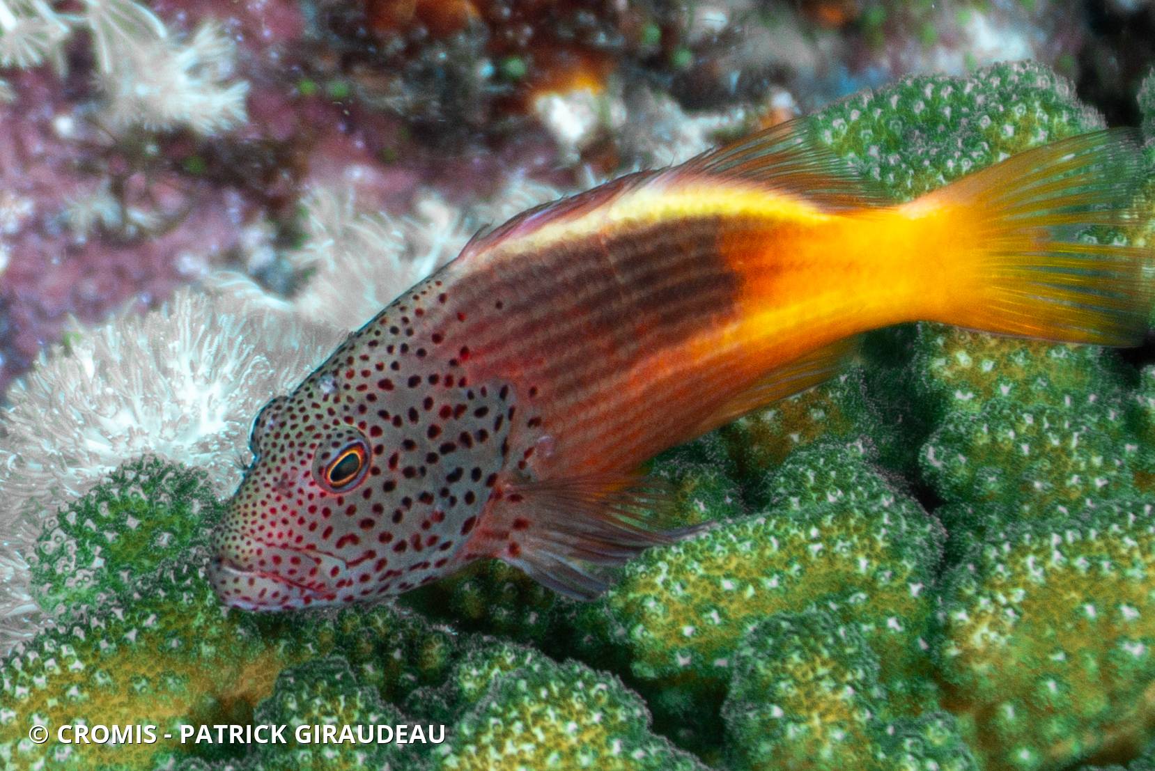 Poisson-faucon à taches de rousseur