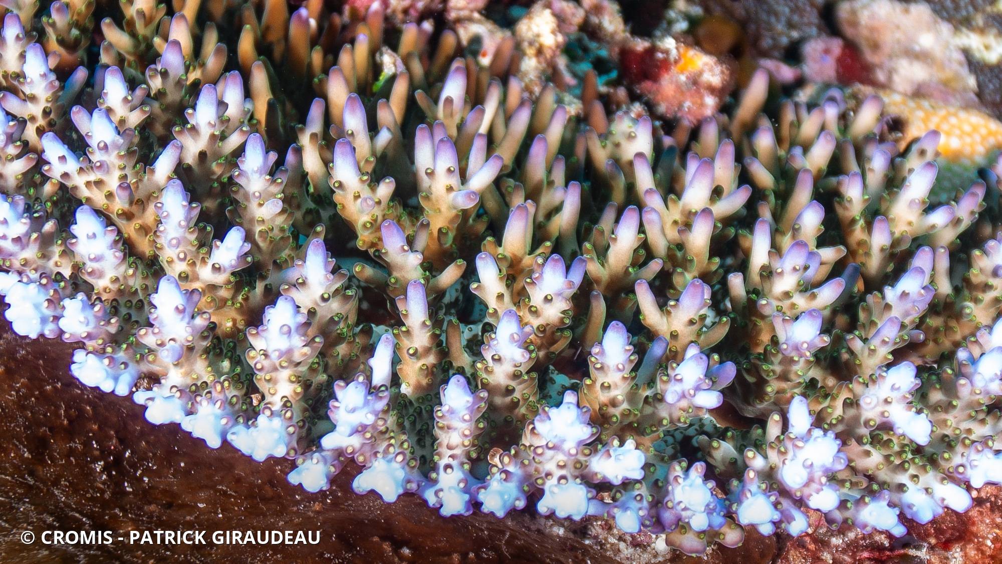 Acropore granulosa