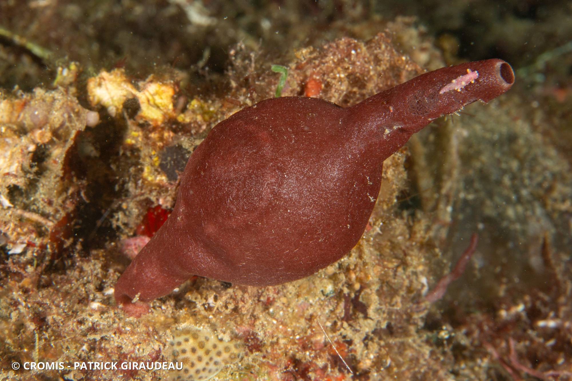Eponge biniou