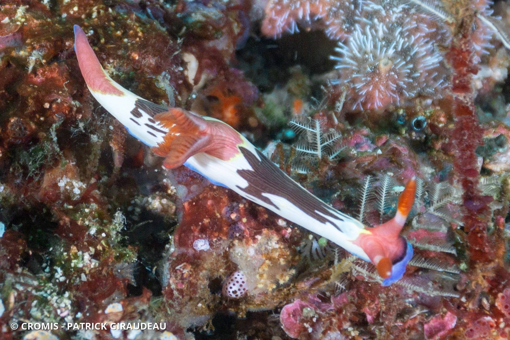 Nembrotha de Chamberlain