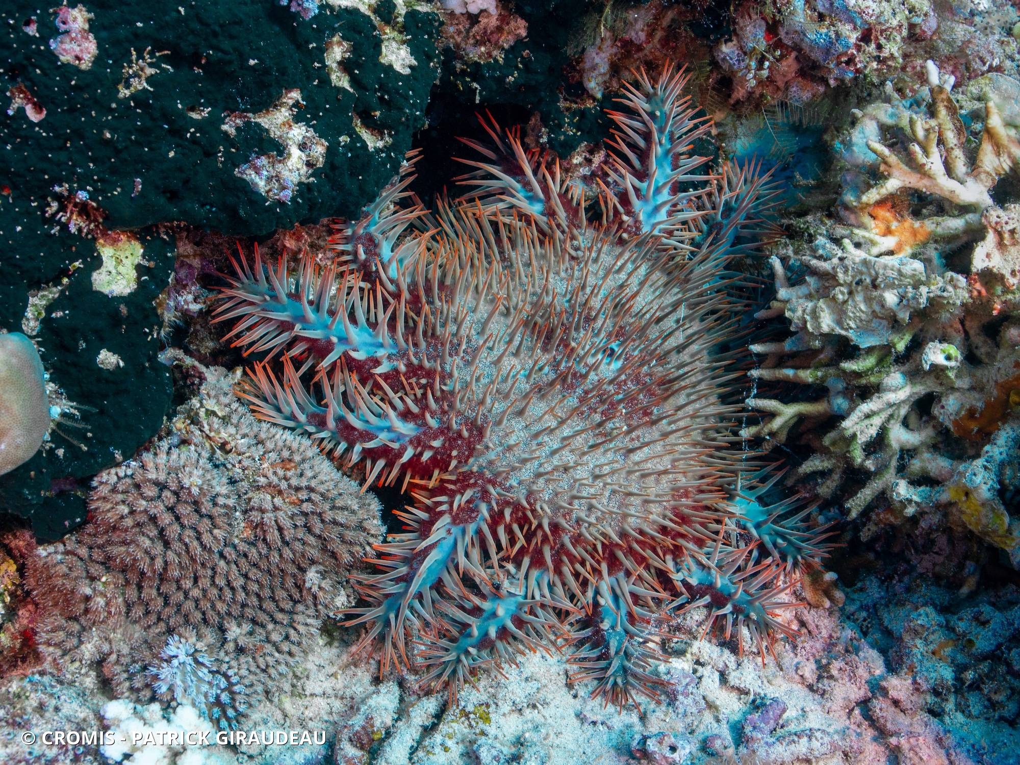 Acanthaster à piquants courts