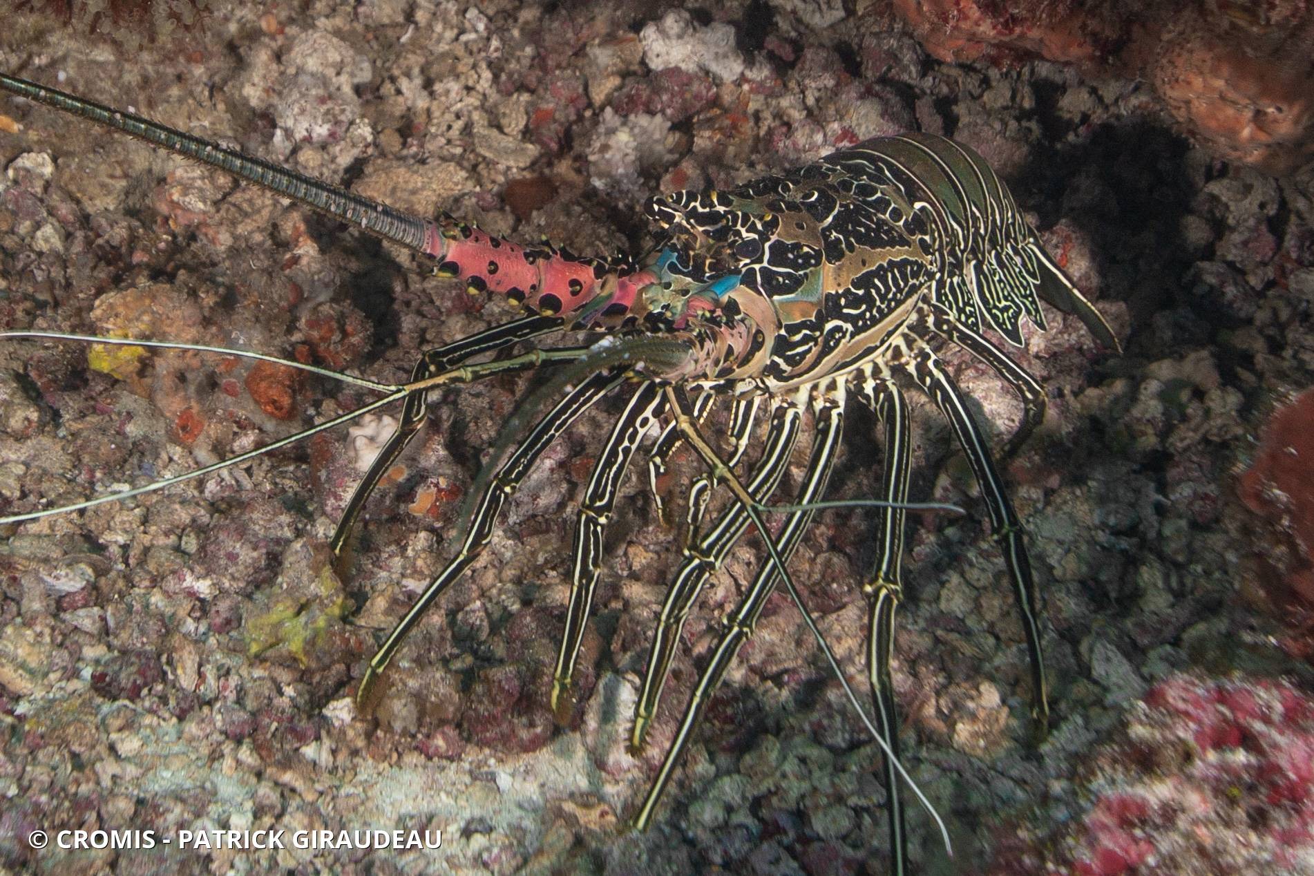 Langouste peinte