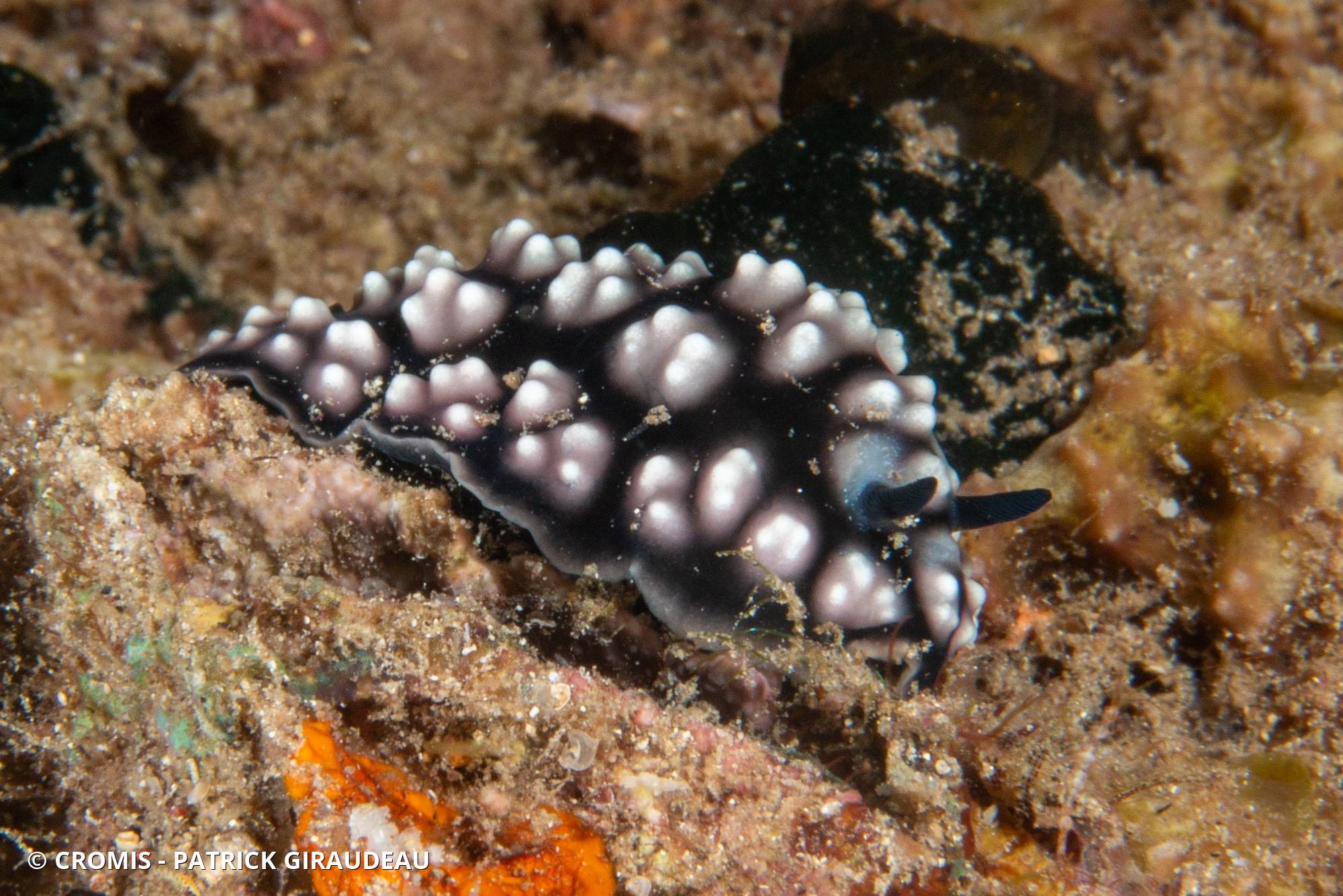Phyllidie pustuleuse