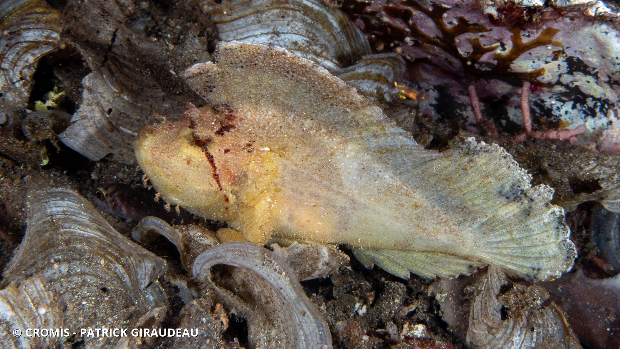 Poisson-scorpion feuille