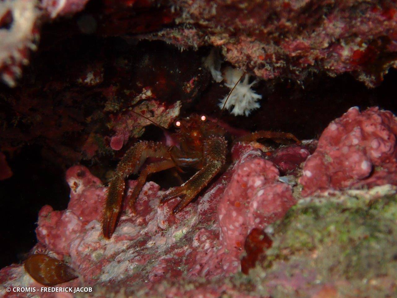 Galathée bicolore