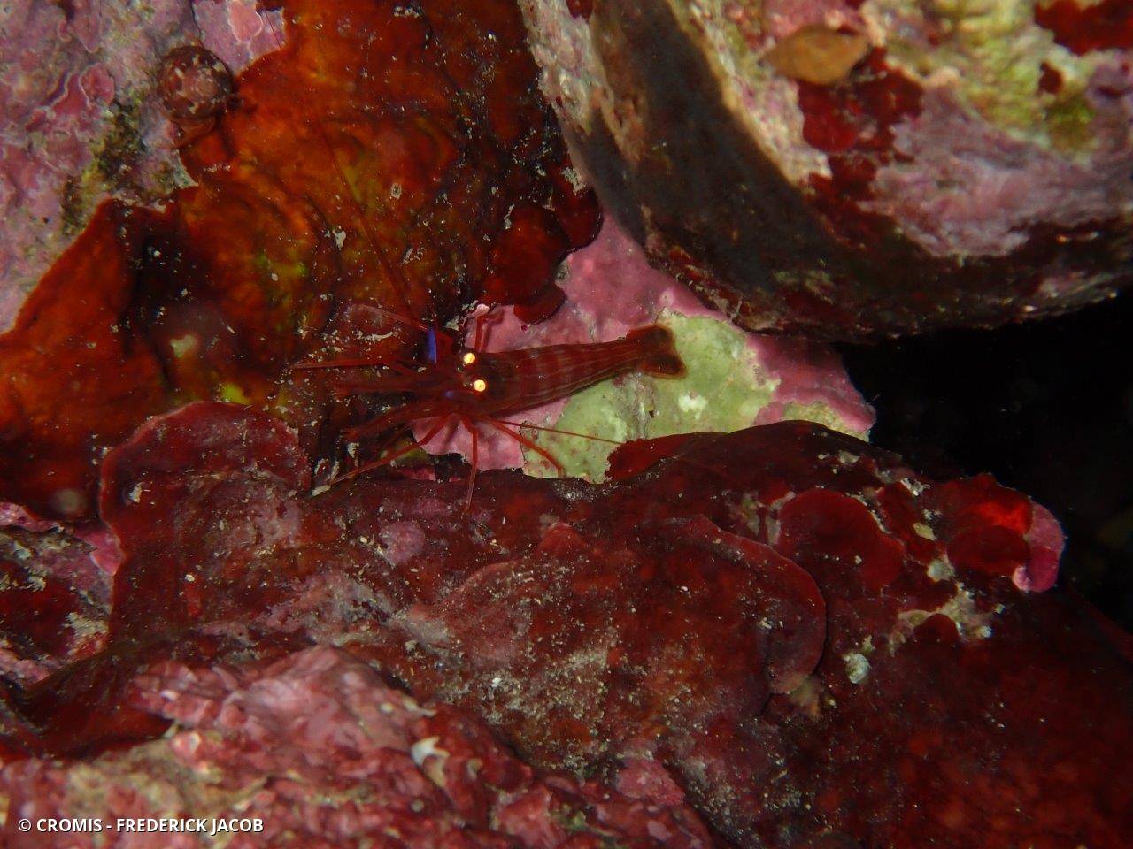 Crevette nettoyeuse rouge