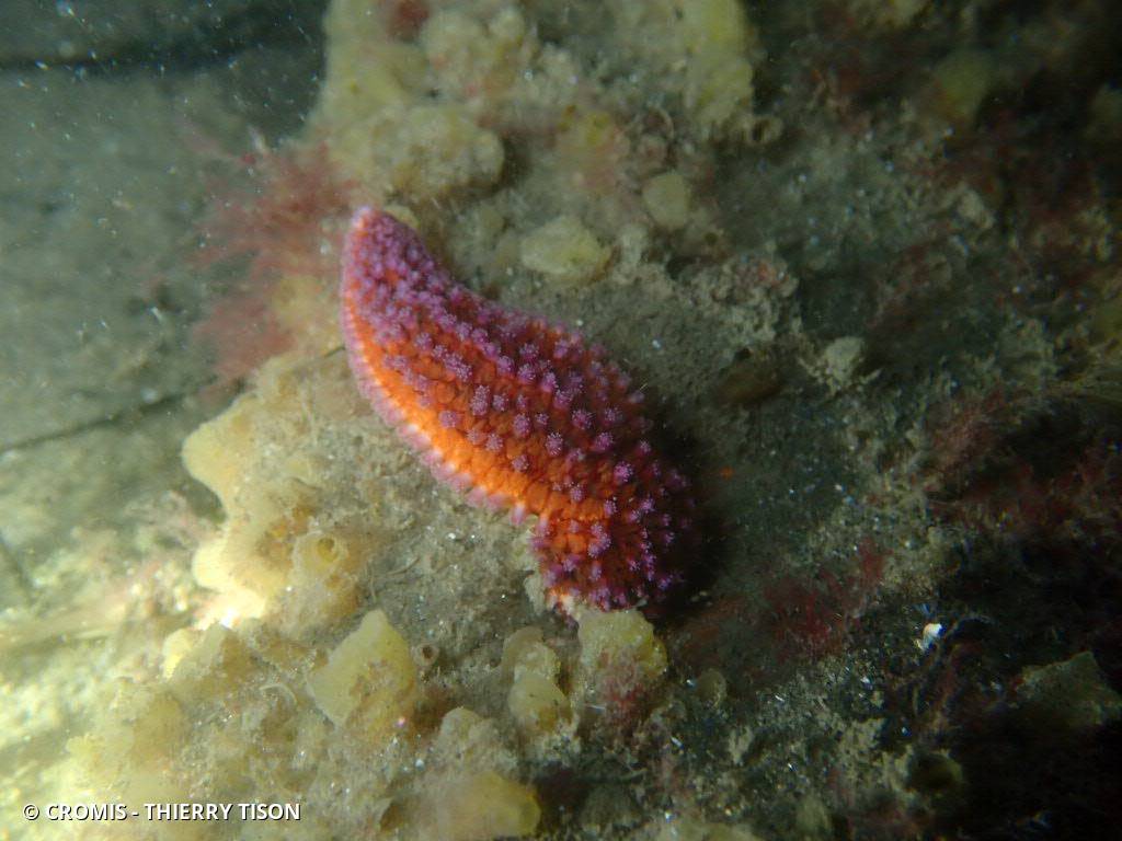 Étoile de mer commune