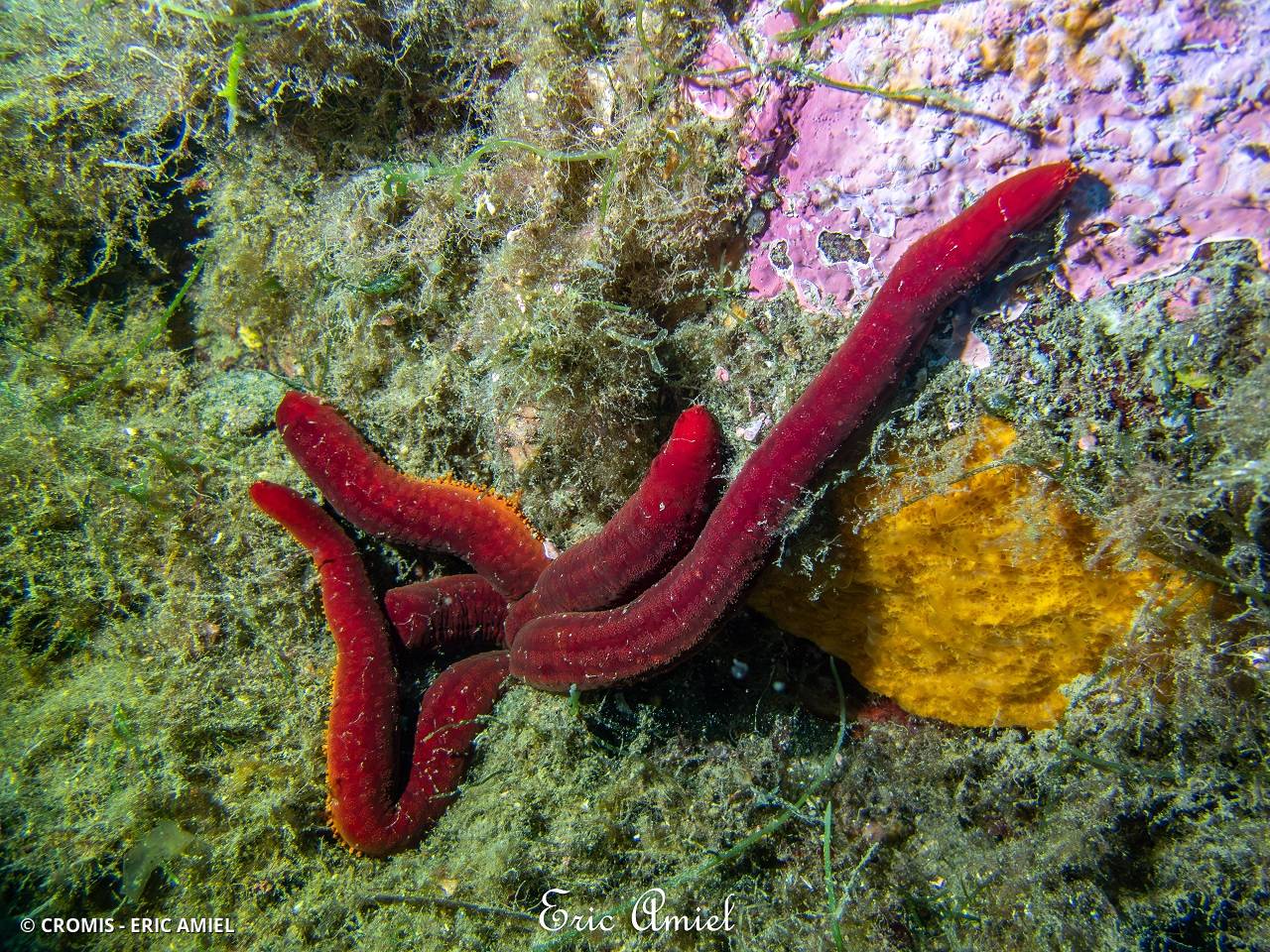 Etoile de mer violette