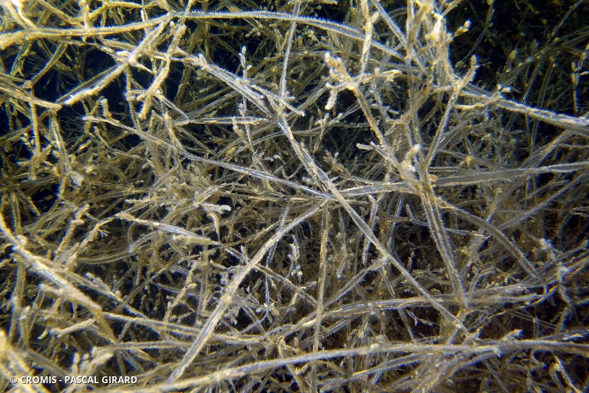 Bryozoaire spaghetti