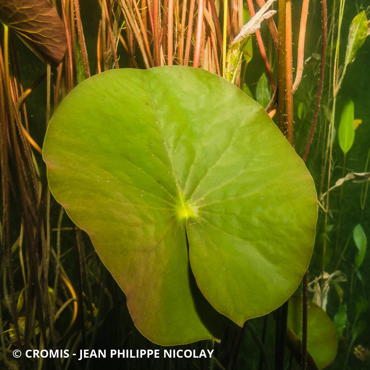 Nénuphar blanc