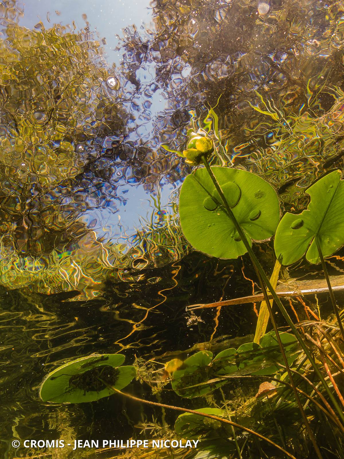 Nénuphar jaune