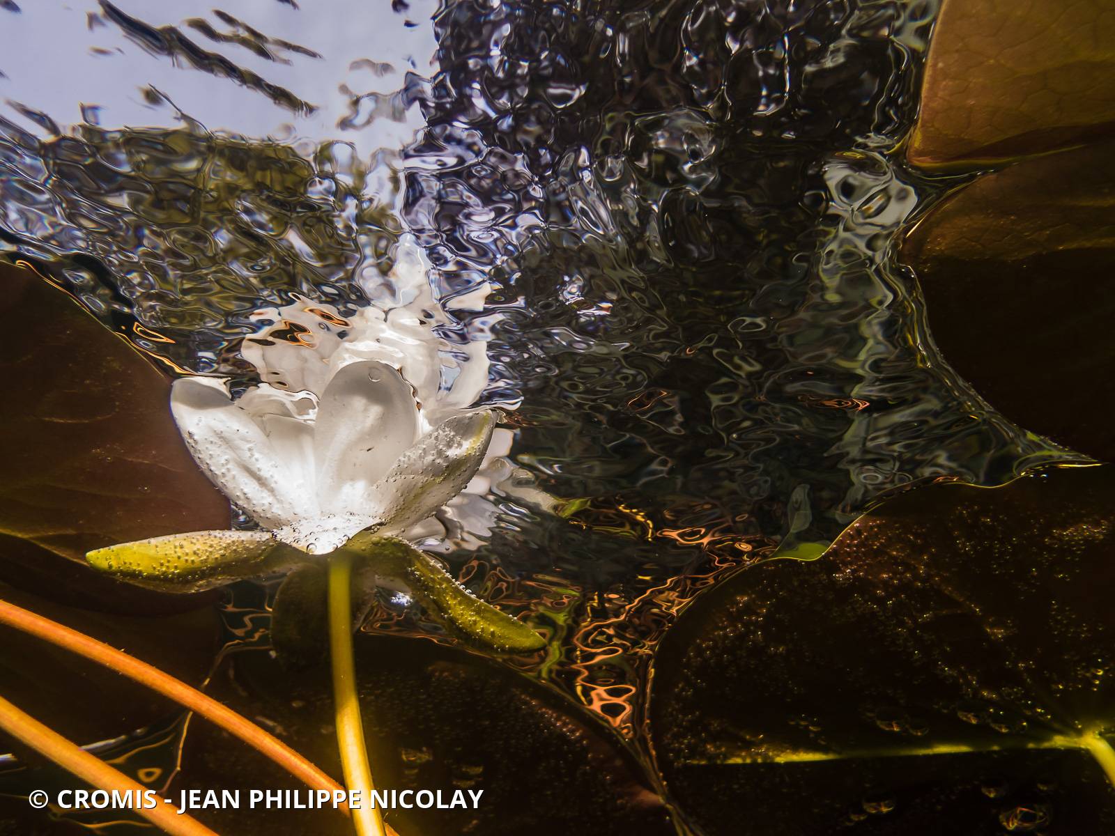 Photo 6 sur 48 : Nénuphar blanc
