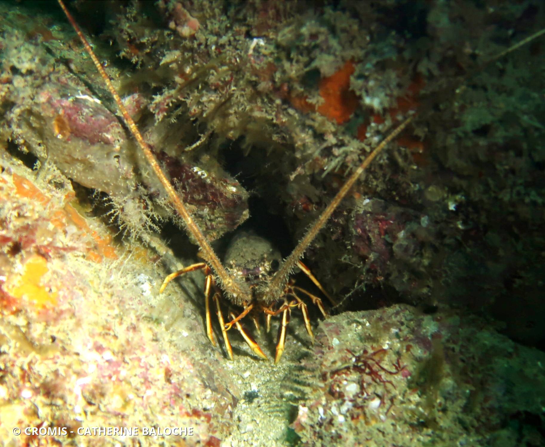 Langouste rouge