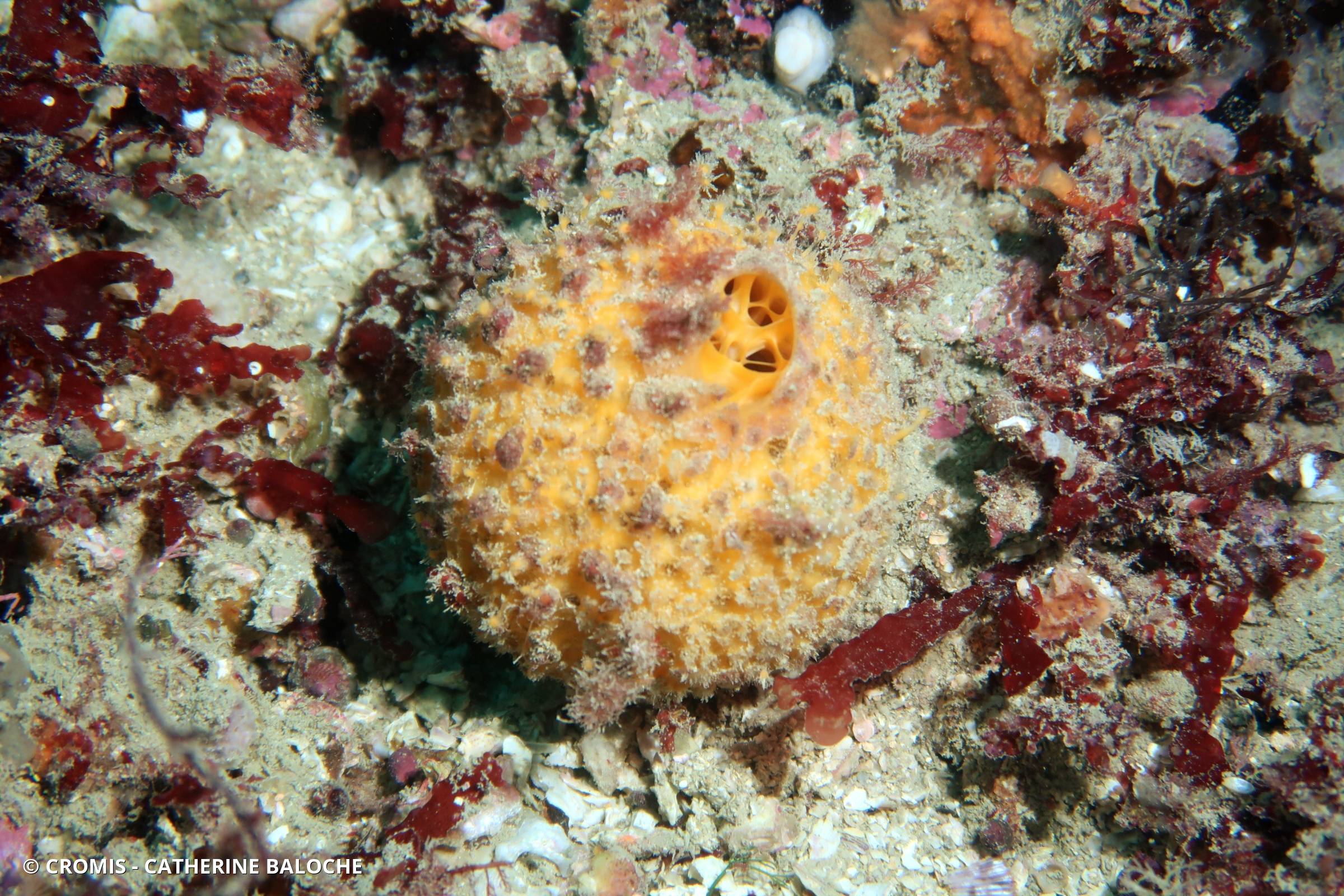 Orange de mer de Manche Atlantique