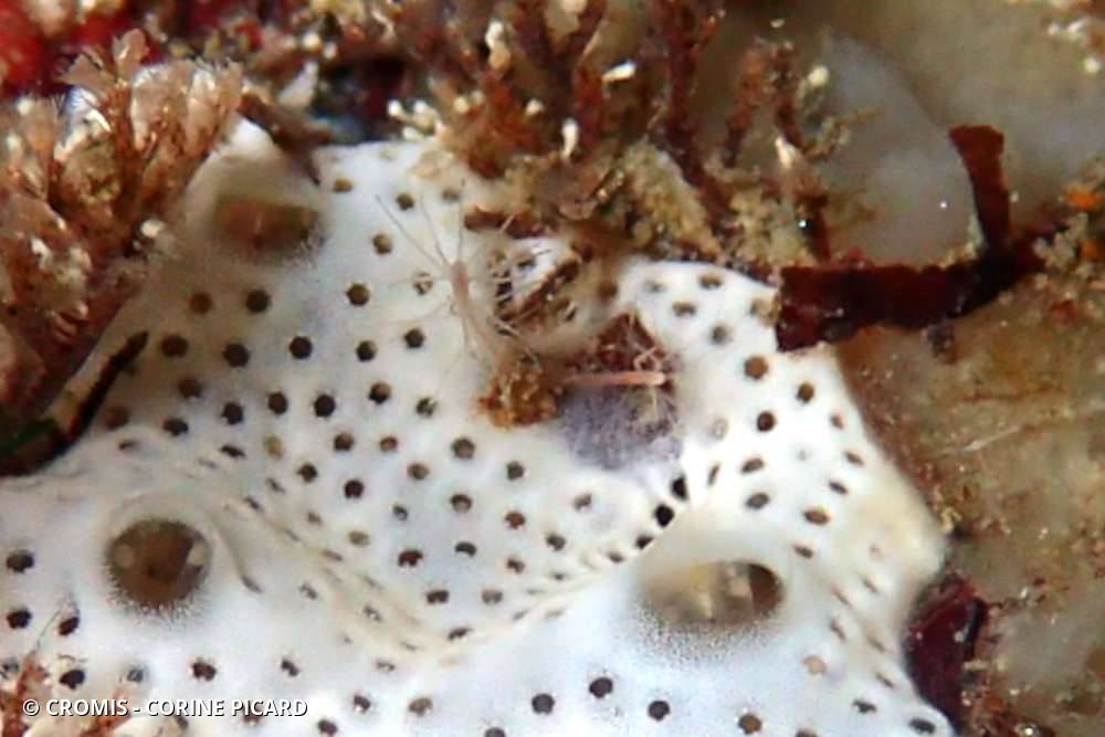 Corydendrium parasite