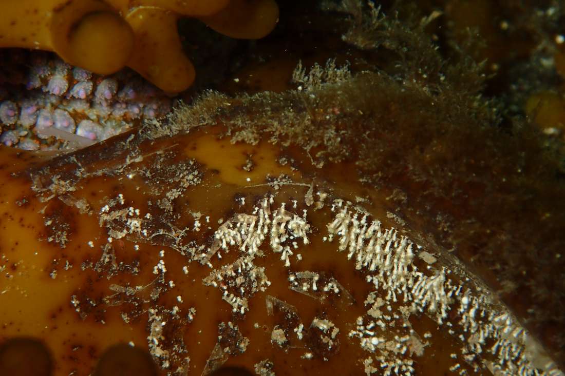 Foraminifère massue