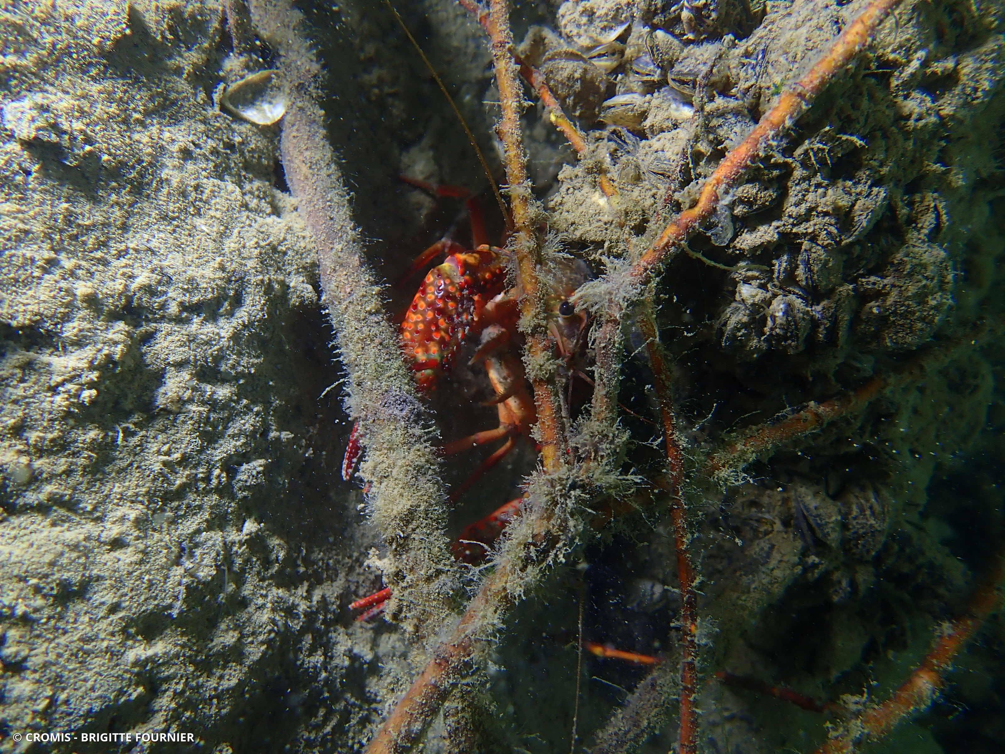Ecrevisse rouge de Louisiane
