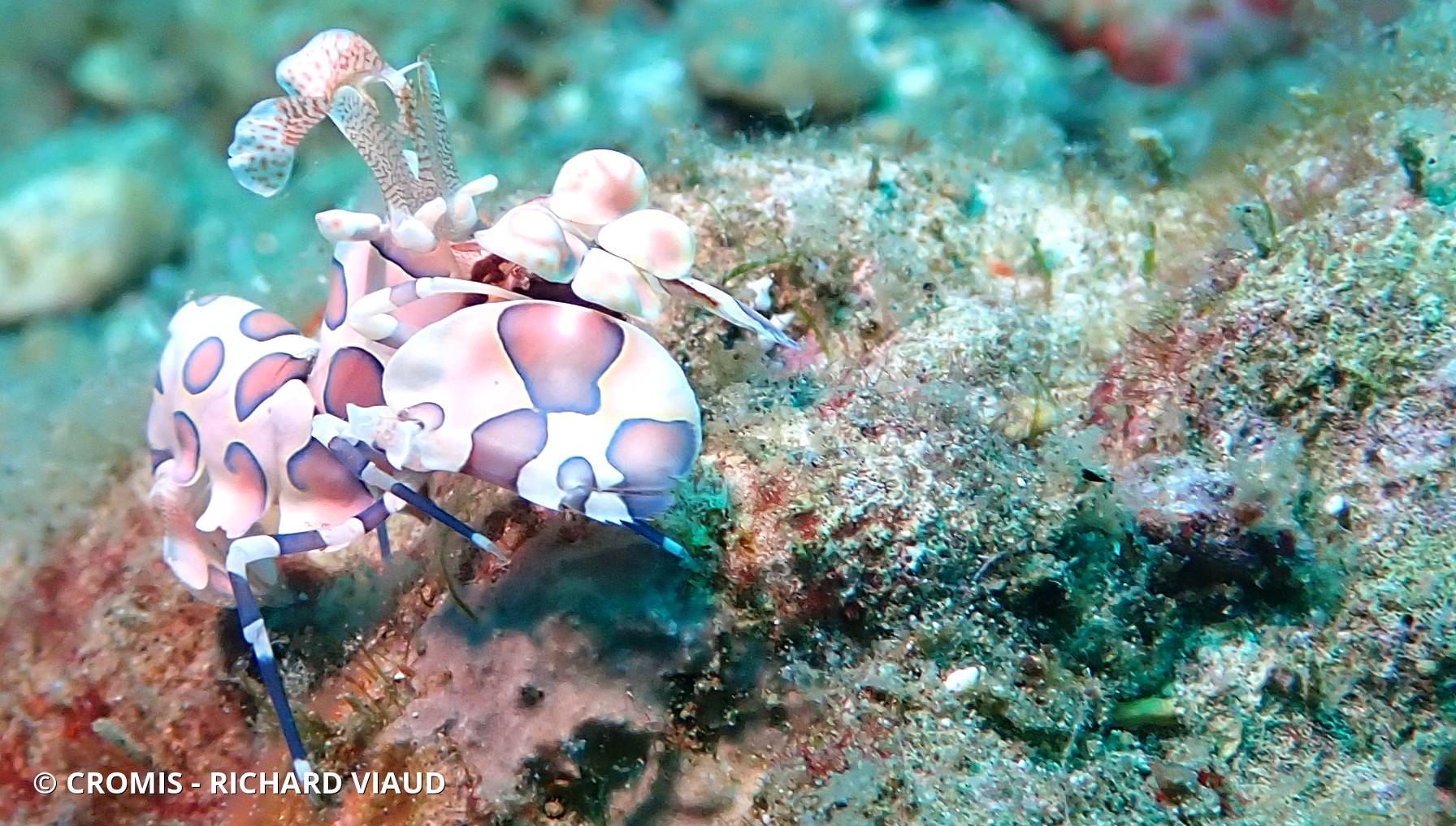 Crevette arlequin