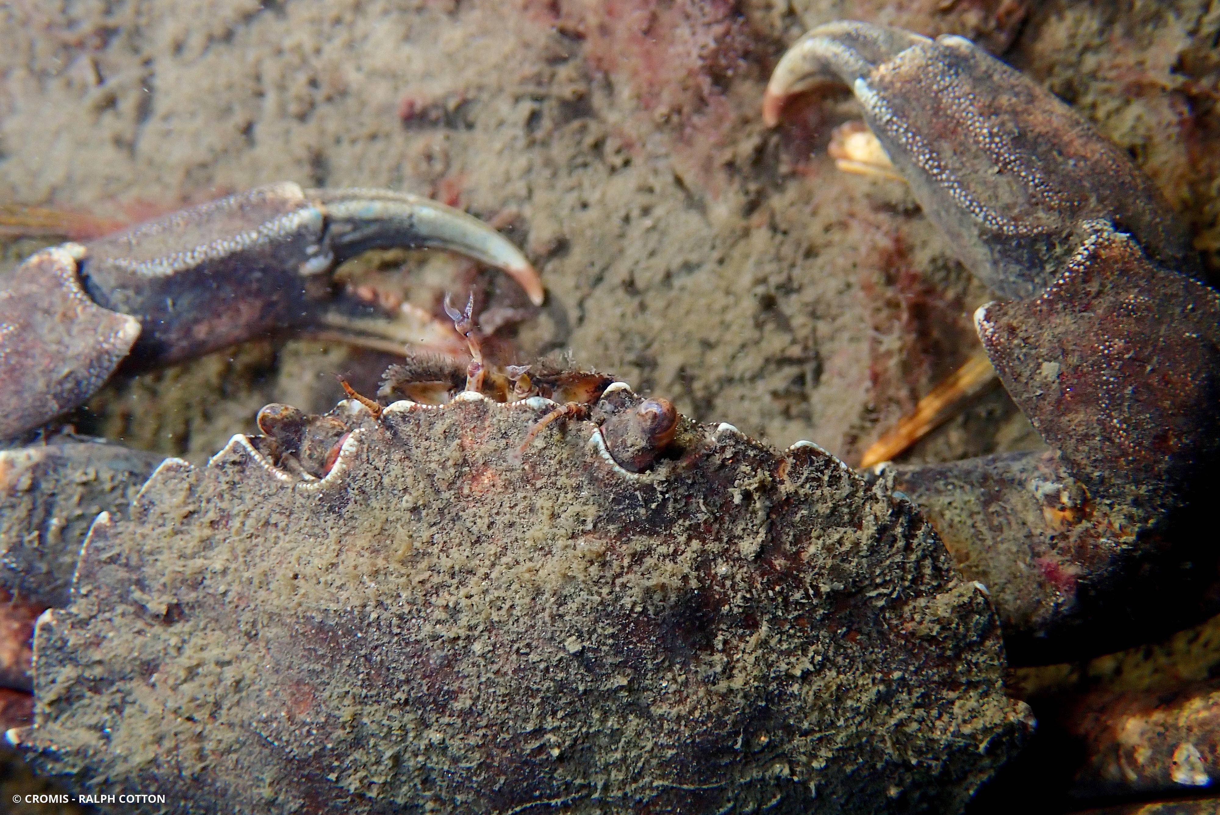Crabe vert