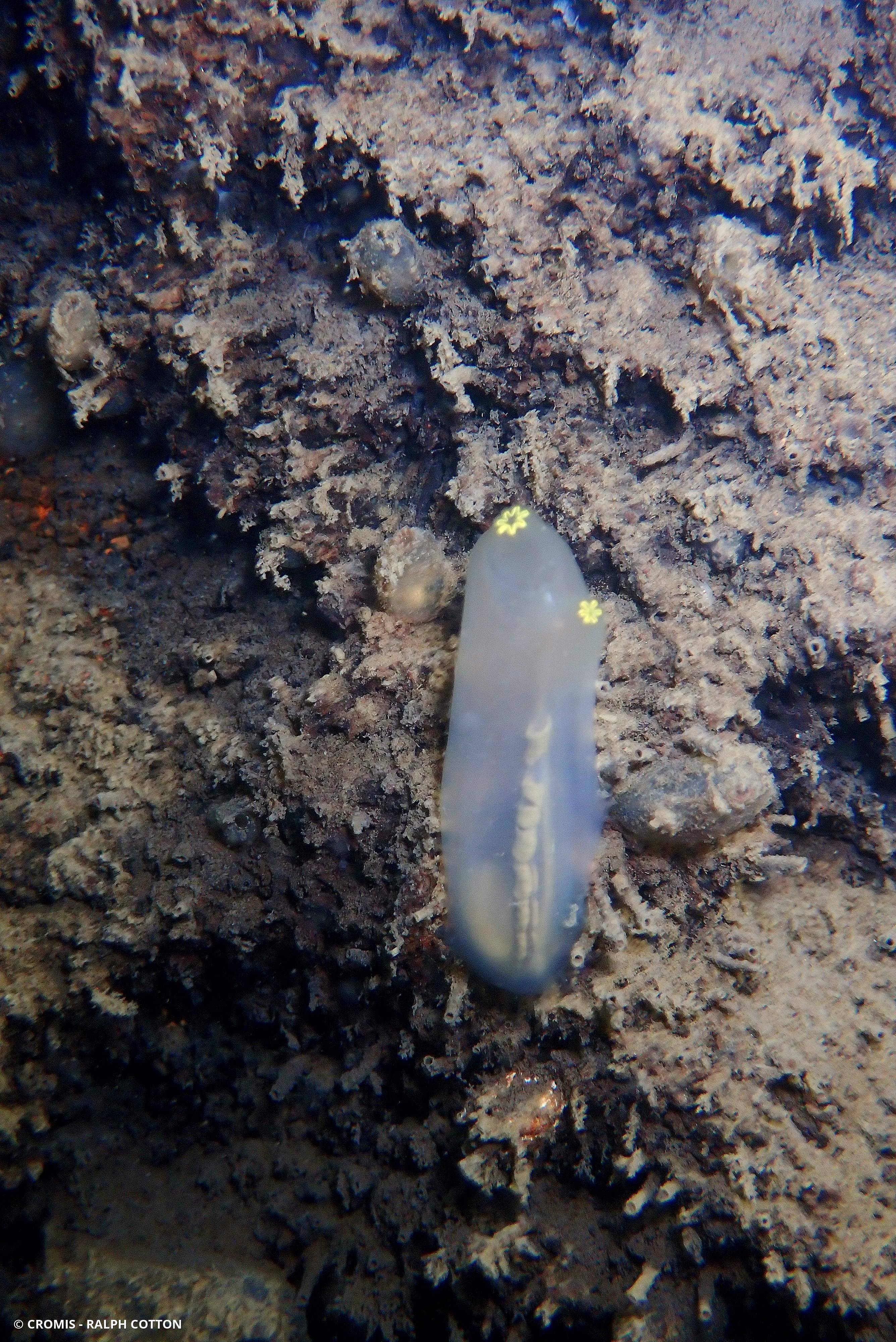 Cione intestinale