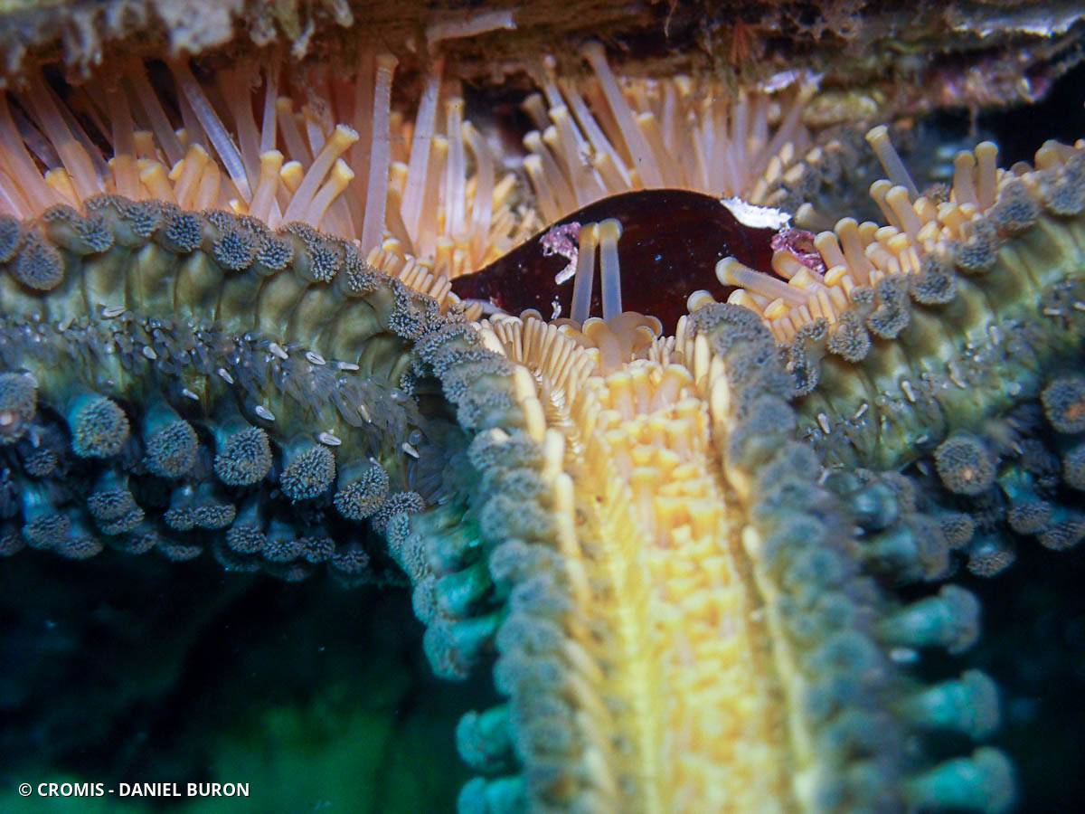 Etoile de mer glaciaire