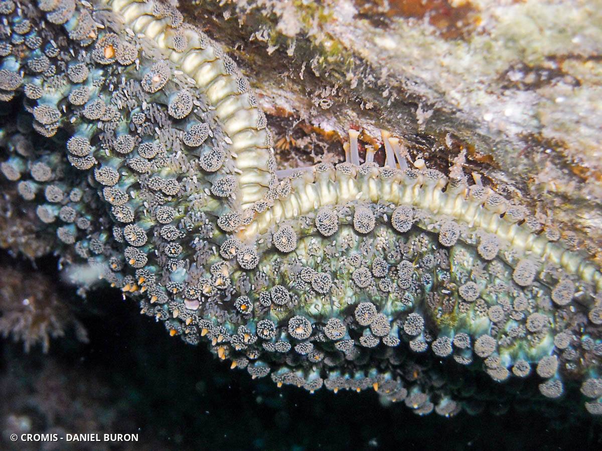 Etoile de mer glaciaire