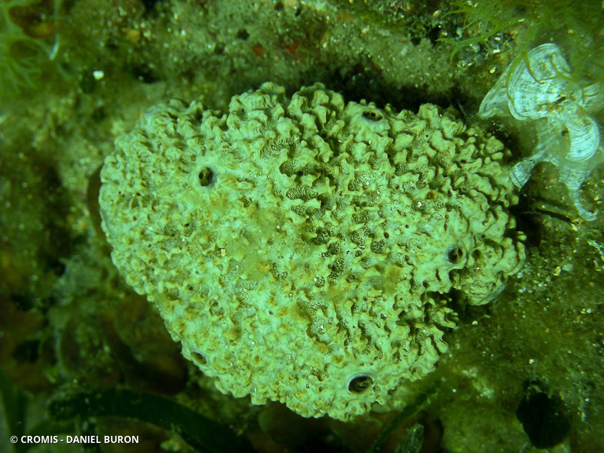 Ircinie variable