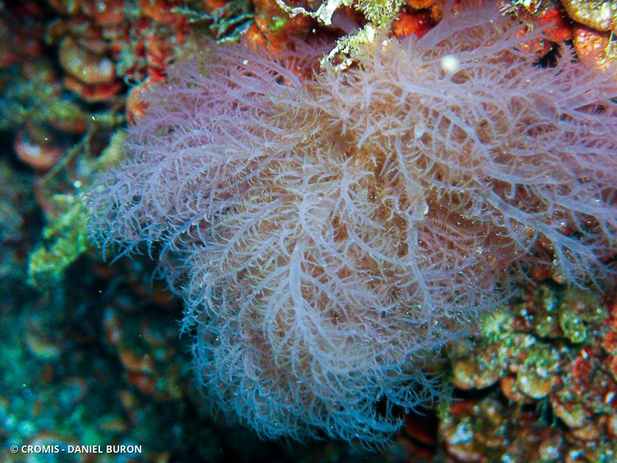 Acrosymphyton pourpre