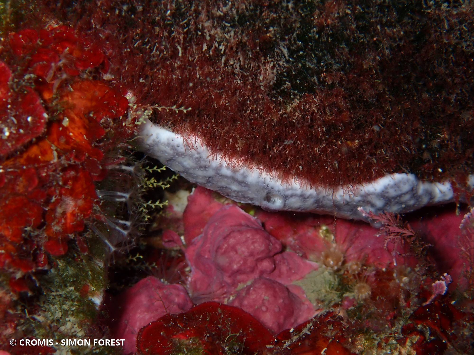 Didemne coriace
