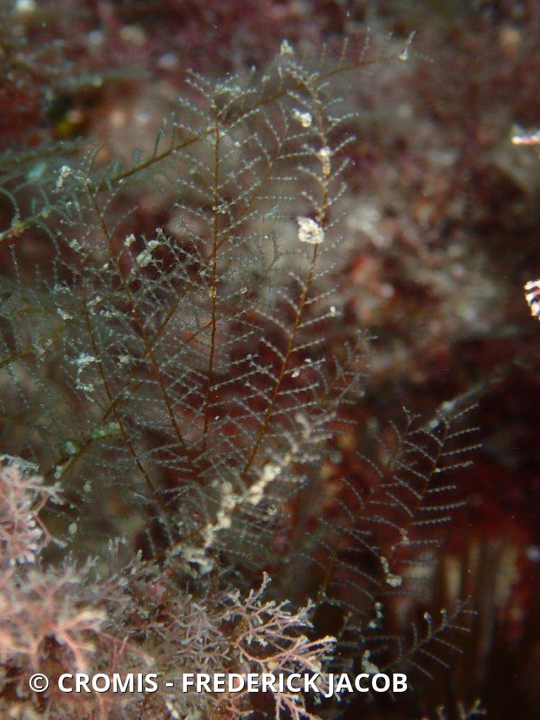 Plumule bicolore
