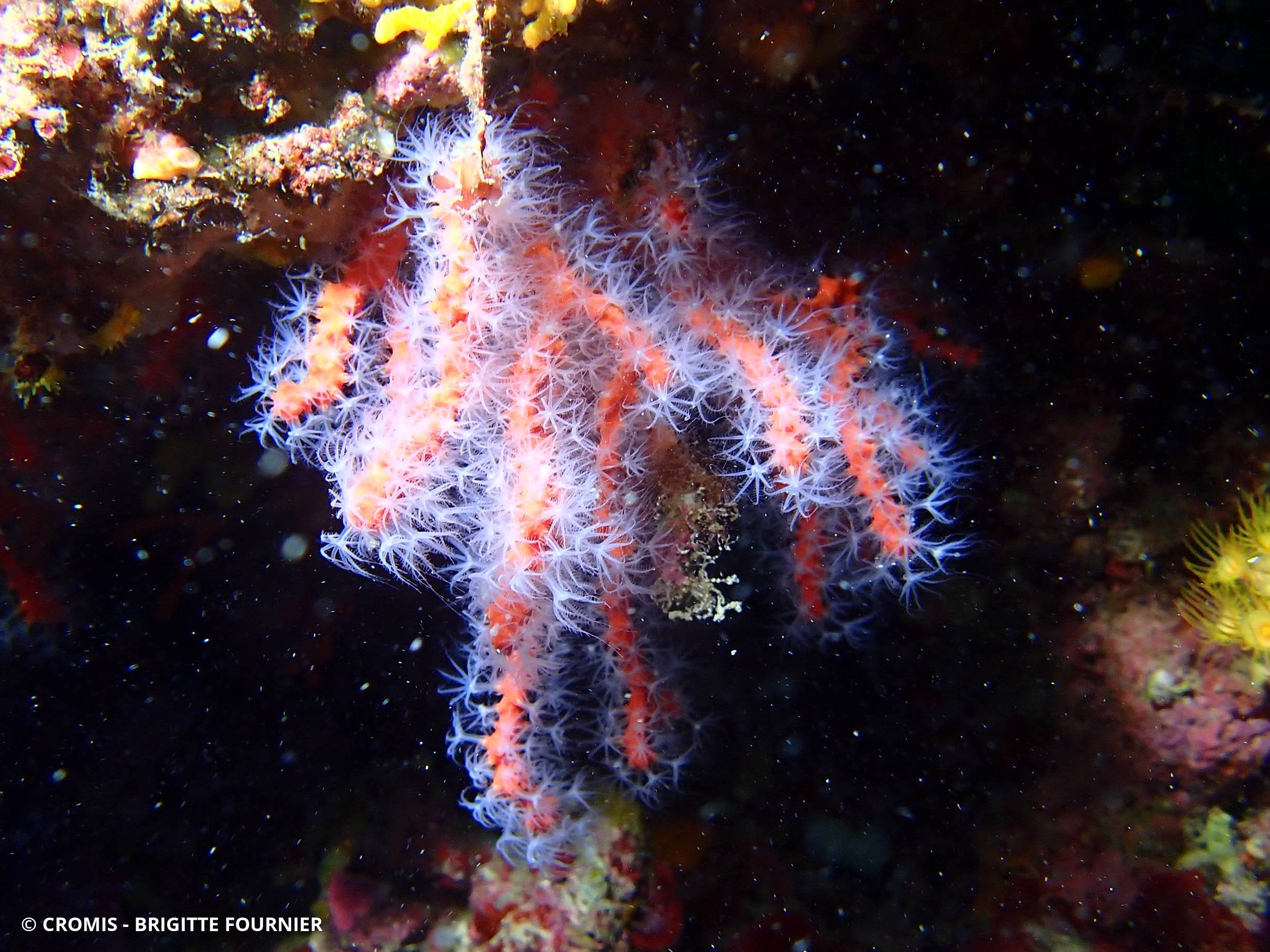 Corail rouge de Méditerranée