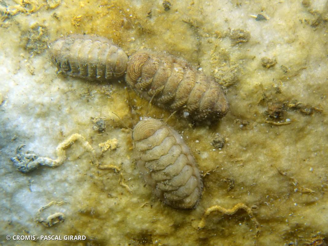 Chiton écailleux