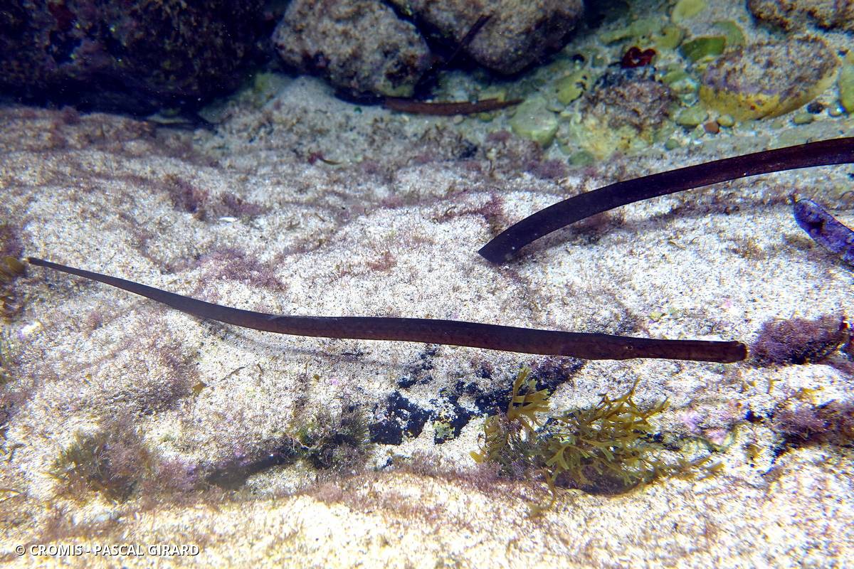 Siphonostome