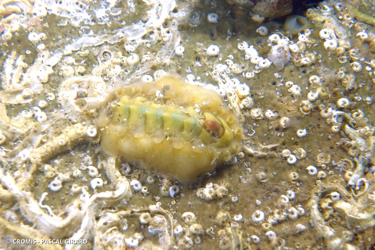 Grand chiton épineux