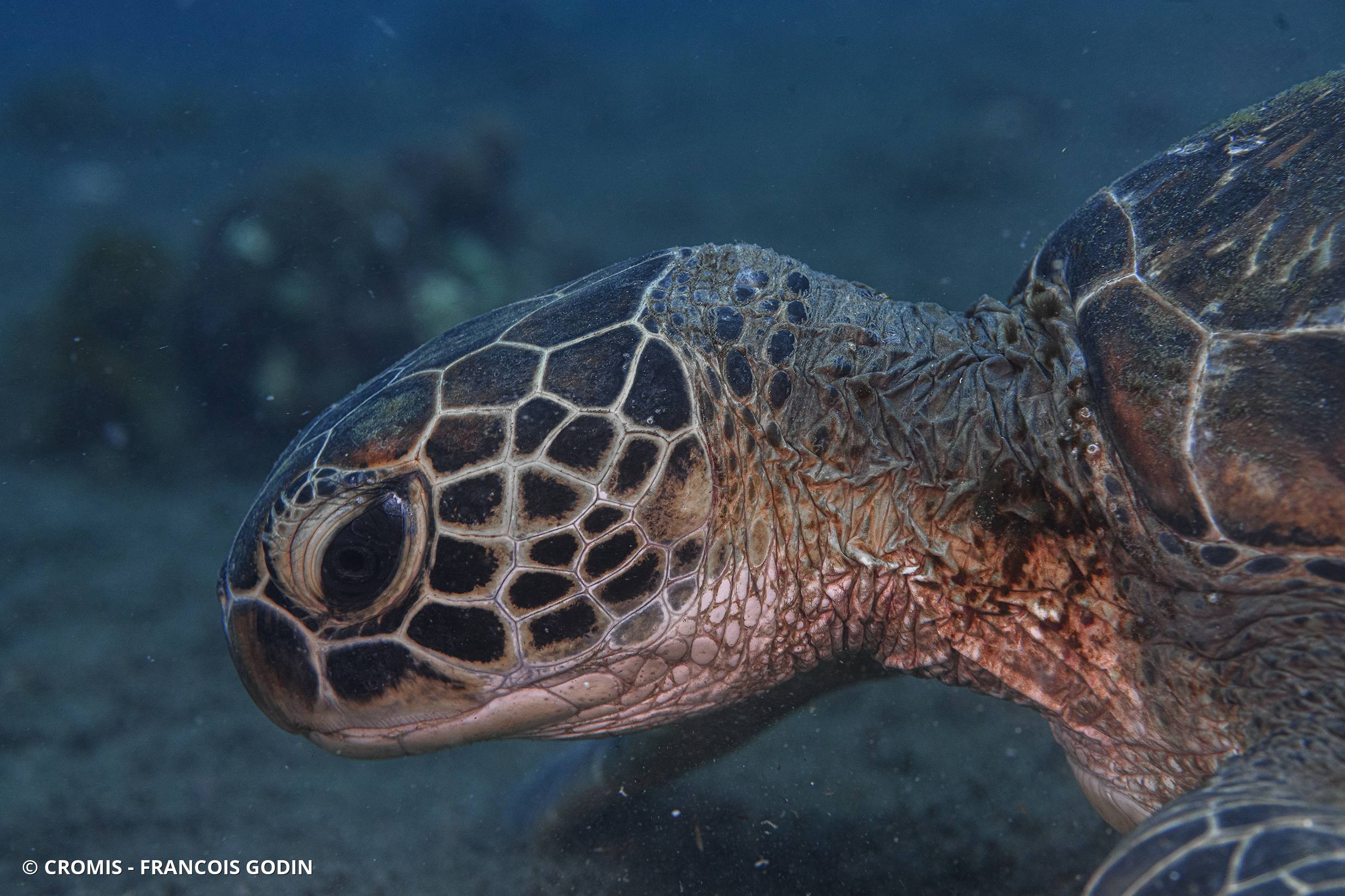 Tortue verte